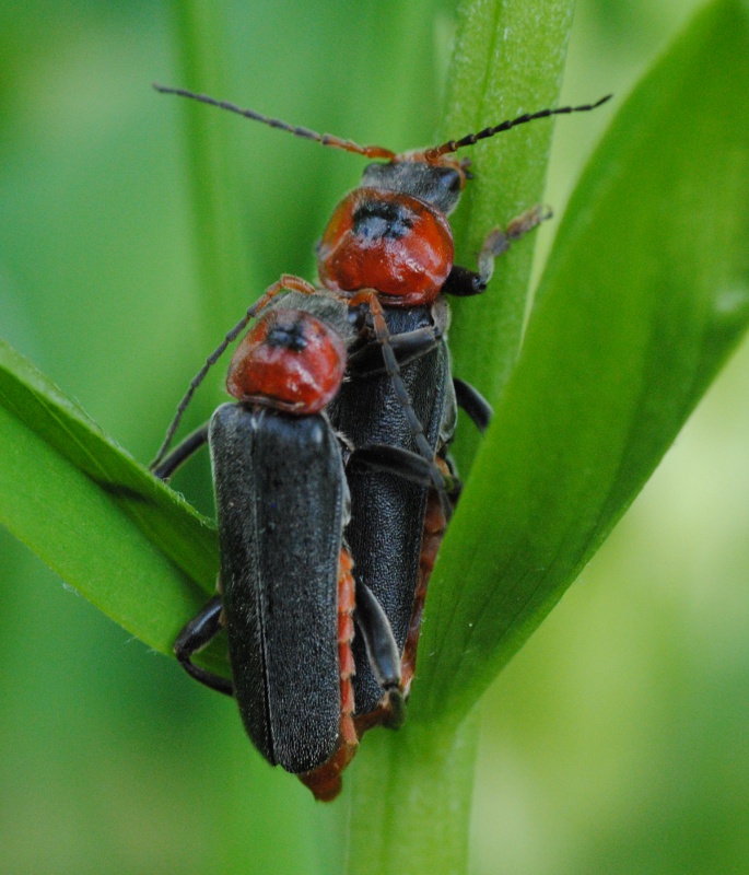 Cantharis fusca